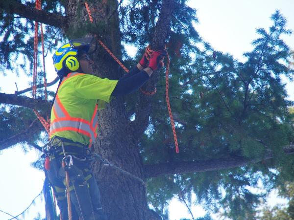 Yellow D. Tree Services