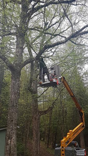 Almaguin Tree Service