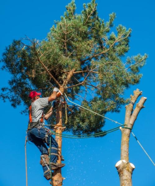 Barrie Tree Care