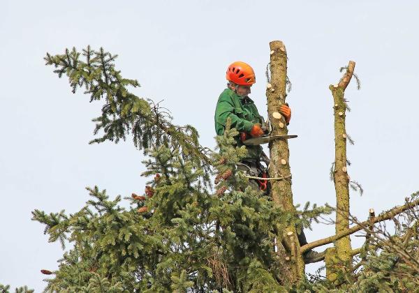 Tree Care Innisfil
