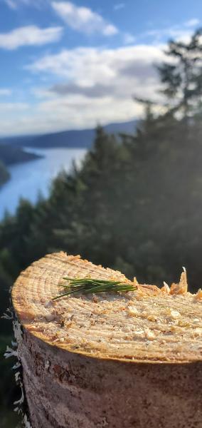 Legendary Tree & Stump