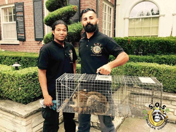 SOS Wildlife Control