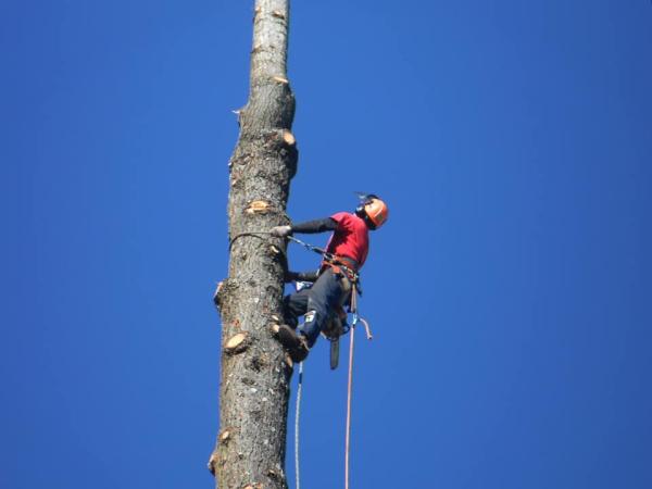 McLean's Tree Service