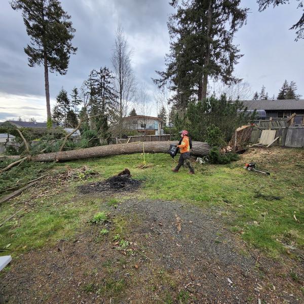 McLean's Tree Service