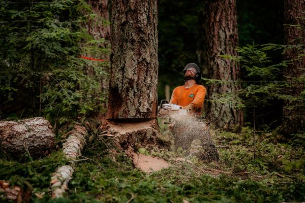 Vision Arboriculture Ltd.