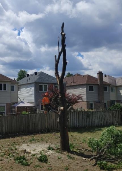 Red Leaves Tree Service