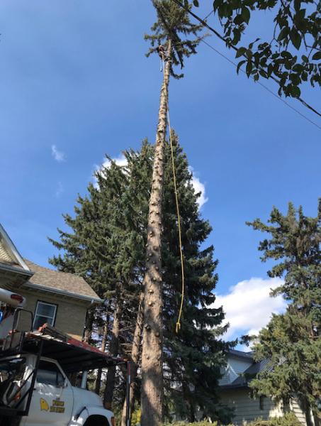 Tree Service Regina