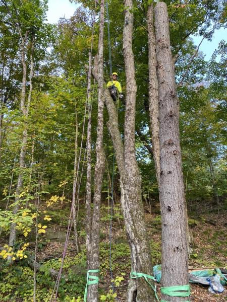 Macaulay Tree Services