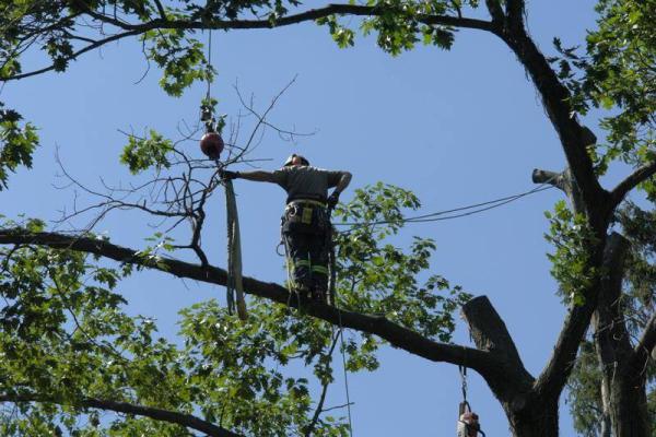 Shady Lane Expert Tree Care