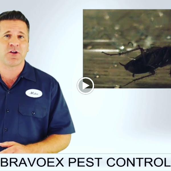 Bravoex Pest Control