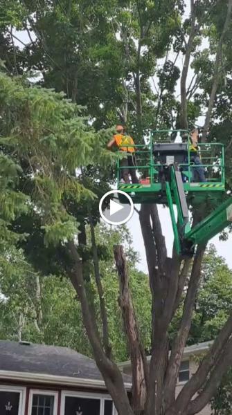 Bossdawg Tree Removals