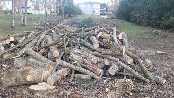 Bossdawg Tree Removals