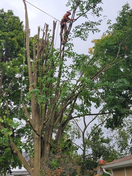 Bossdawg Tree Removals