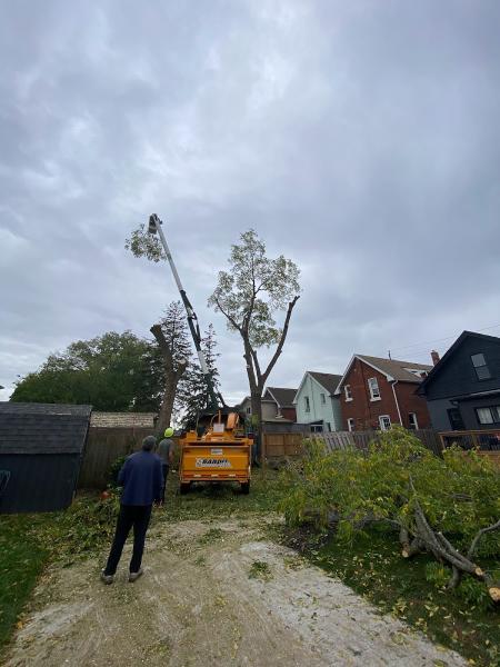 Bison Tree Service