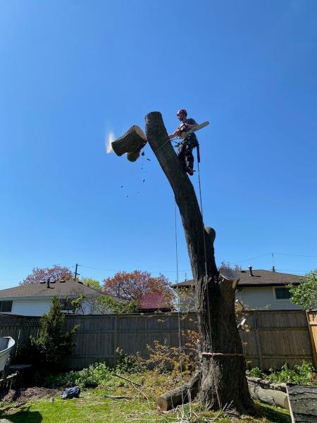 Bison Tree Service