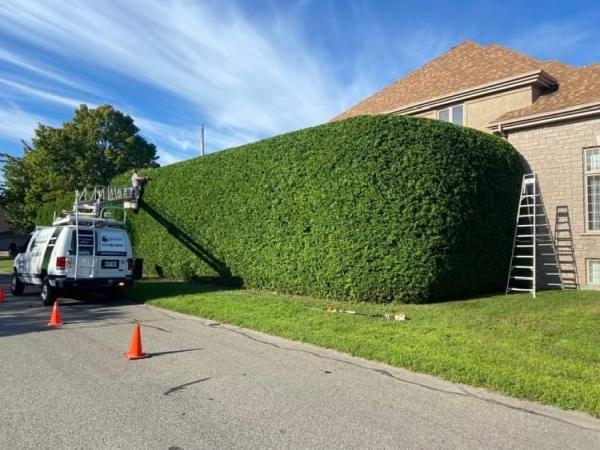 Jean Perrault Taille de Haies & Arbustes