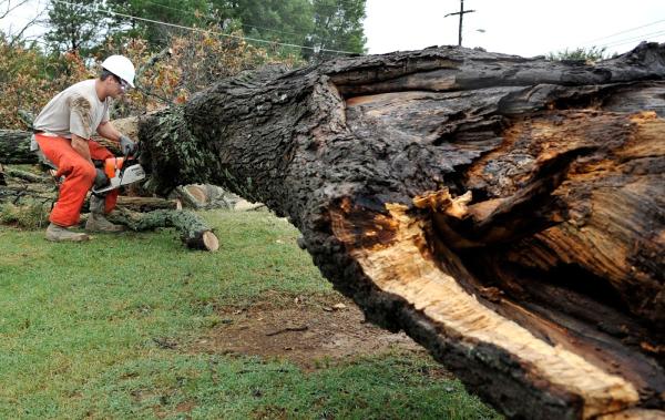 Tree Care Brantford