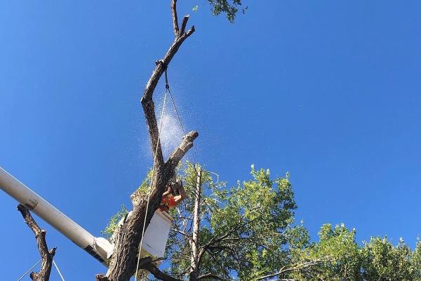 Action Tree Service