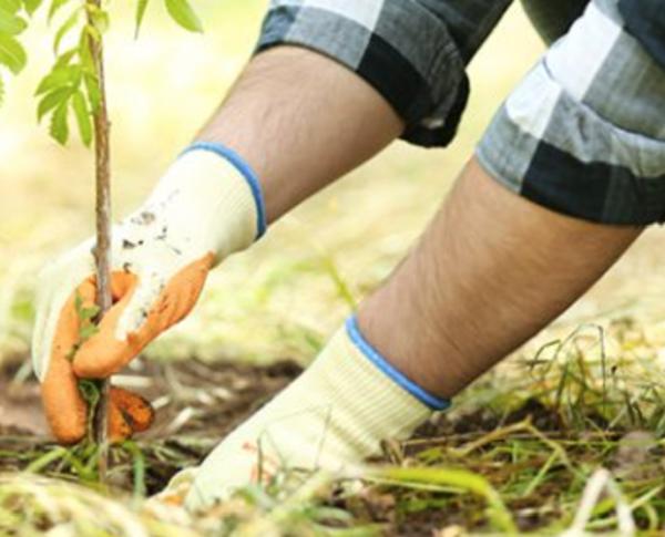 Arbor-All Tree Care