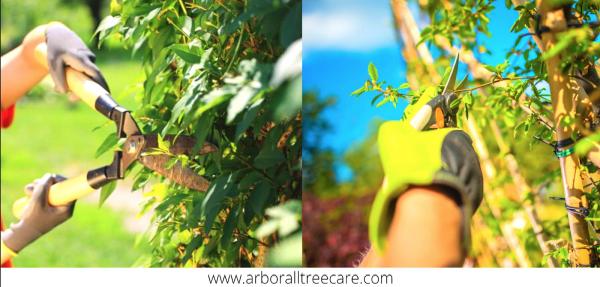 Arbor-All Tree Care