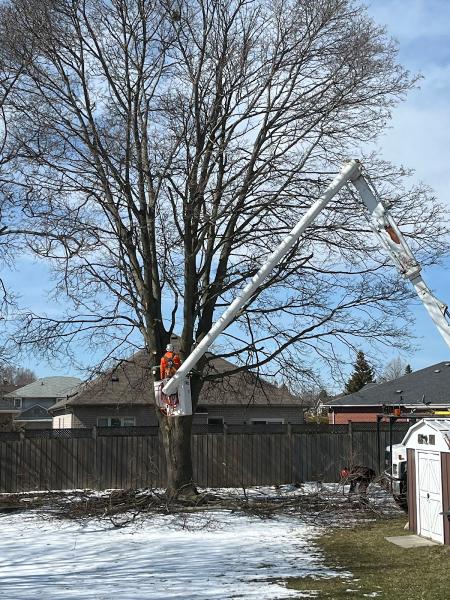 Sarginson's Tree Services