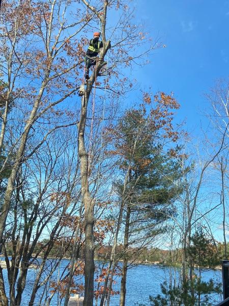 Cutter's Edge Tree Removal Svc