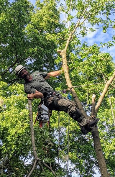 Ape's Tree Service