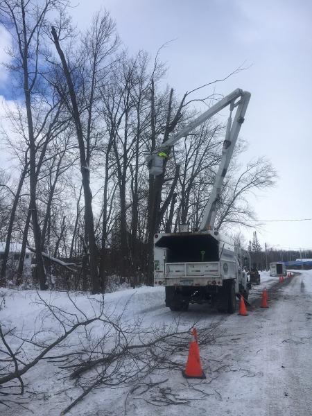 Sugar Bush Tree Service