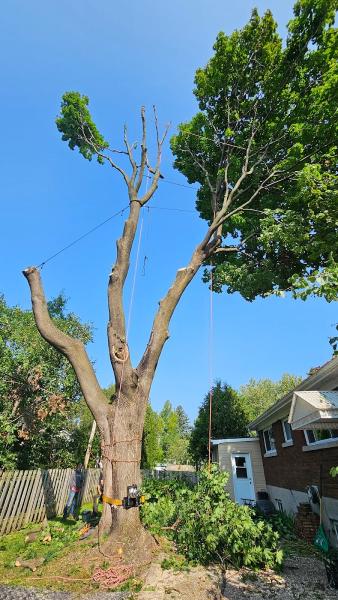 Arboriculture Arbo-Scape