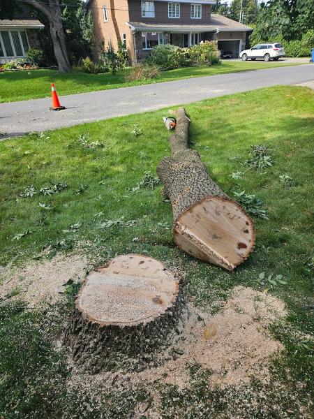 Arboriculture Arbo-Scape