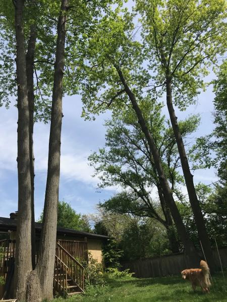 Glenwood Tree Service Inc.