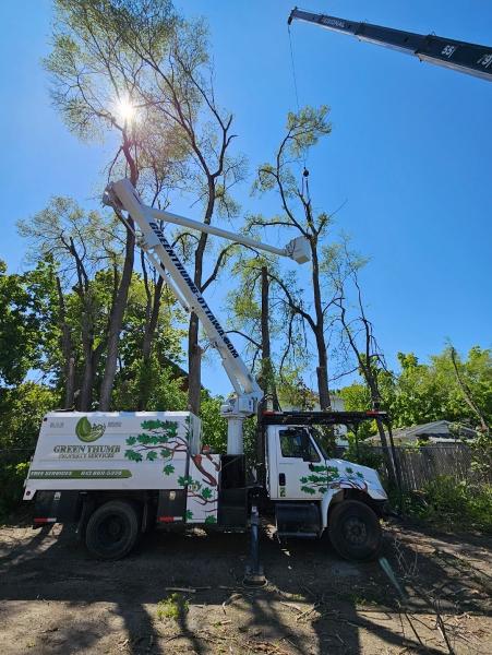 Green Thumb Tree Specialists Inc. & Tree Removal Ottawa