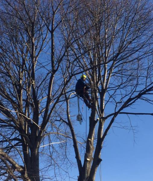 About the Cut Tree Service