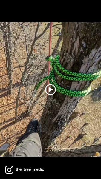 The Tree Medic