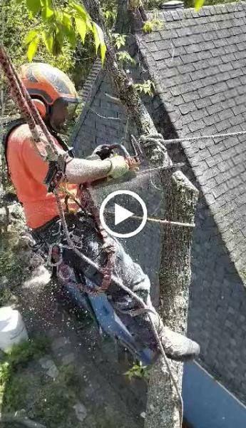 Quebec Pruning—tree Services