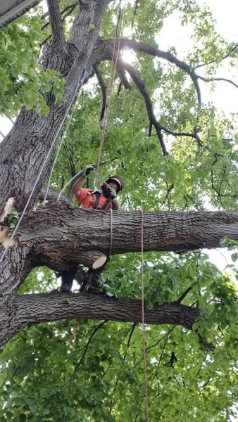 Quebec Pruning—tree Services