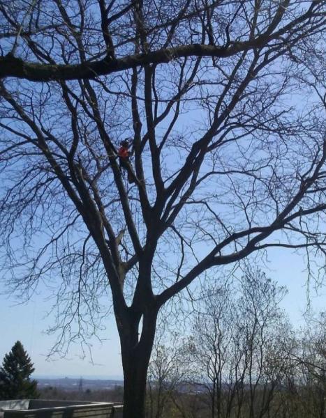 Arborcorp Tree Experts