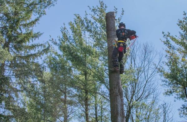 Redridge Arboriculture