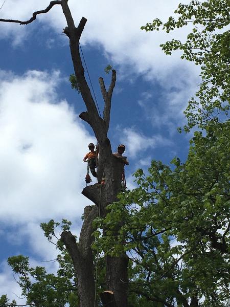 Van Dyke's Tree Care Ltd