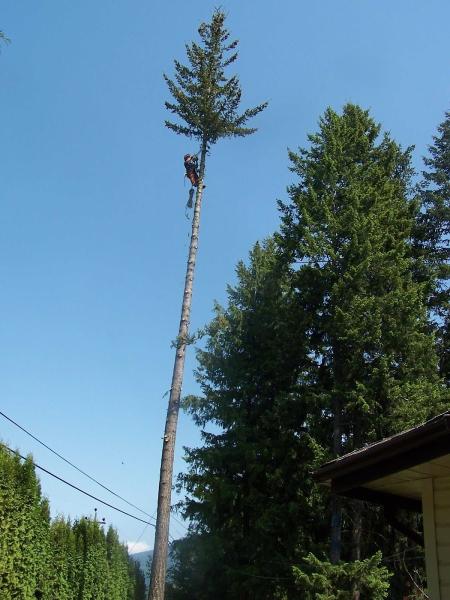 Vertical Tree Care Ltd