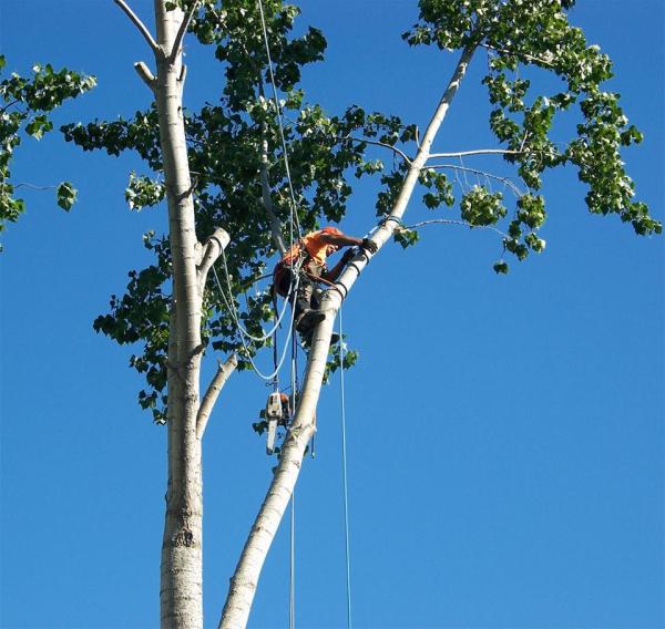 Busy Beavers Tree Service