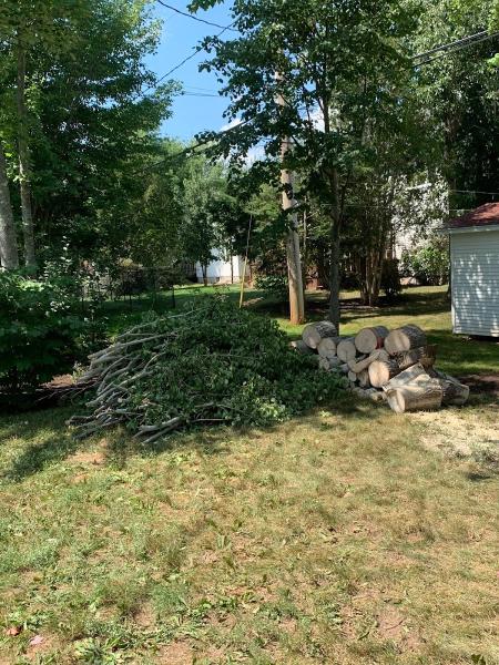 Busy Beavers Tree Service