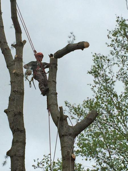 Busy Beavers Tree Service