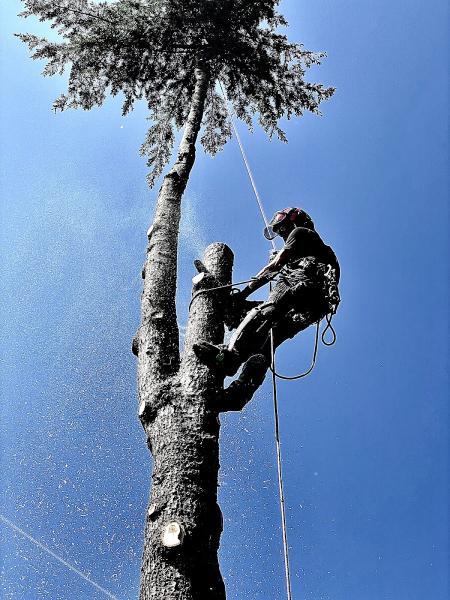 Grizzly Tree Experts