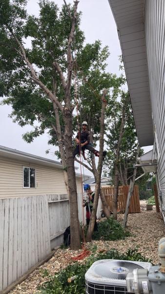 Superpro Tree Experts