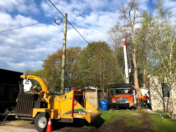 Chatham's Custom Tree Removal & Trimming Service Chatham-Kent