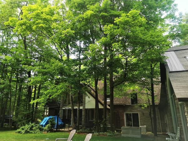 Palmer Tree Service