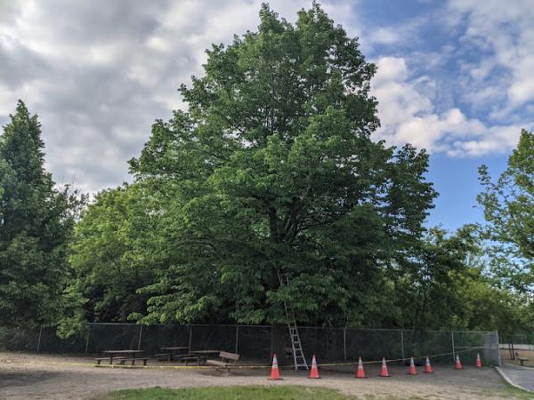 L'Ambassadeur de l'Arbre Inc.