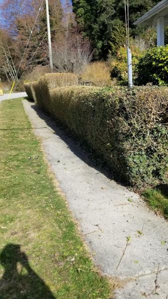 Taylor's Lawn Care and Junk Removal