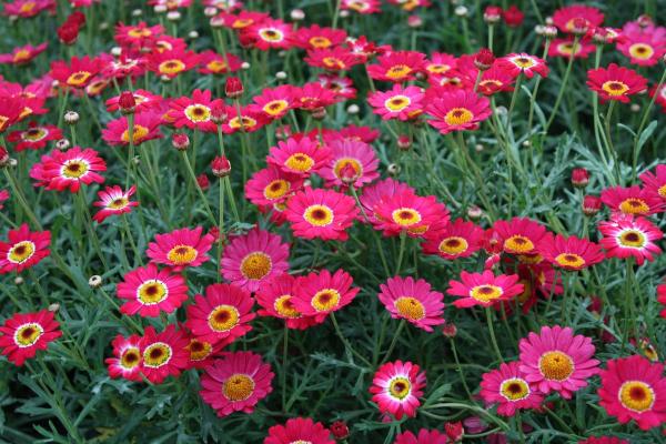 Embellissements Rivière-du-Loup